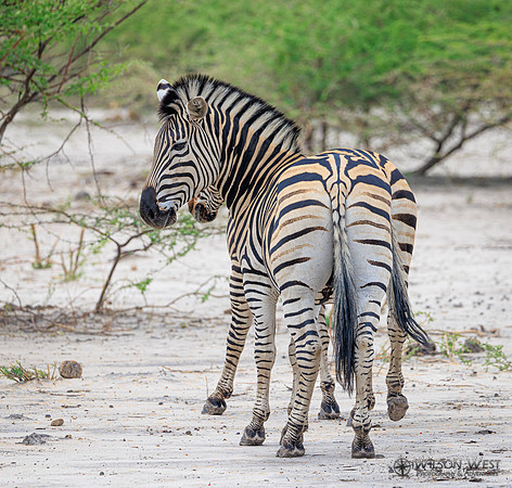 Burchell's Zebra