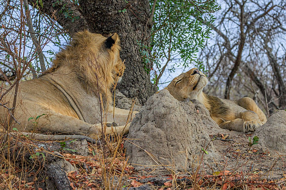 Lion