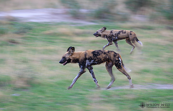 African Wild Dog