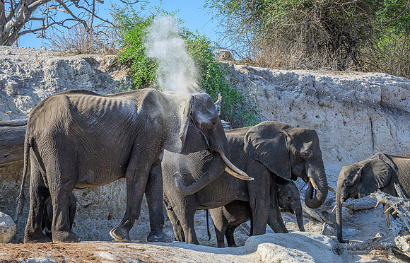 Elephant