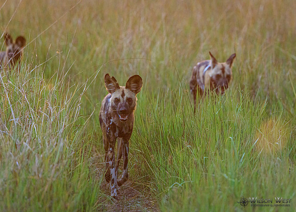 African Wild Dog