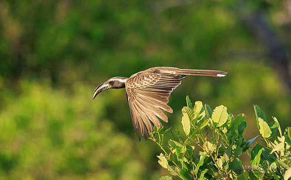 Gray Hornbill