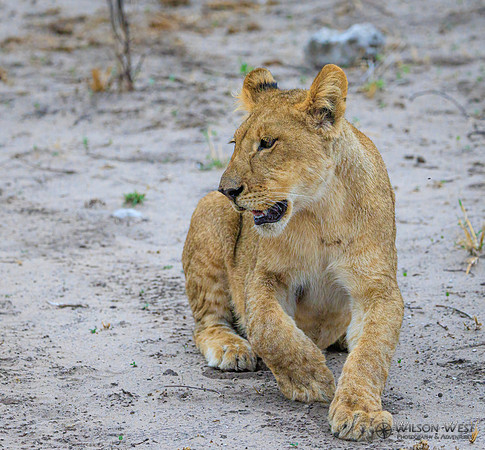 Lion