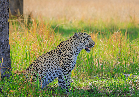 Leopard