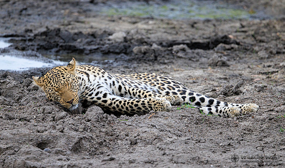 Leopard