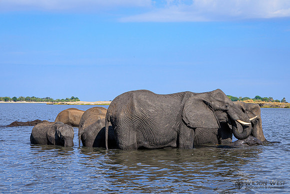 Elephant