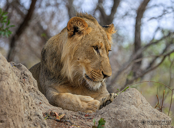 Lion