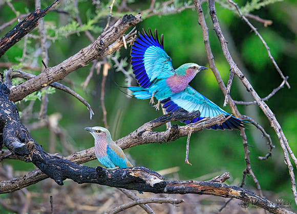Lilac-breasted Roller