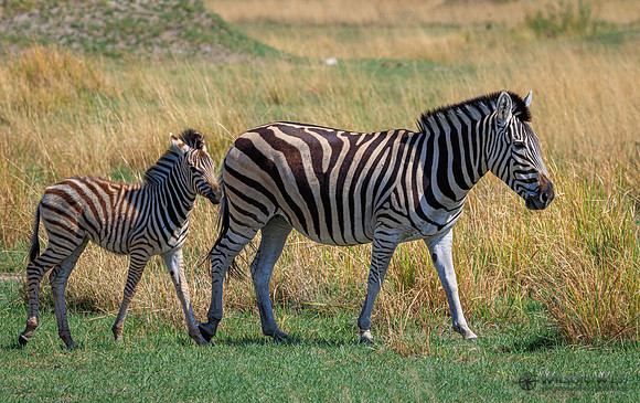 Burchell's Zebra