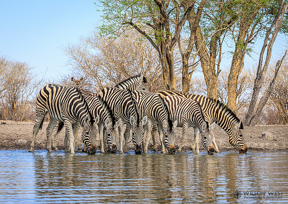 Burchell's Zebra