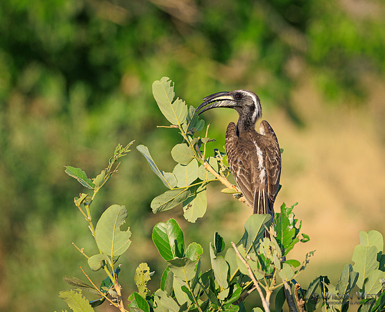 Gray Hornbill
