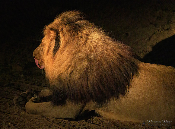 Lion