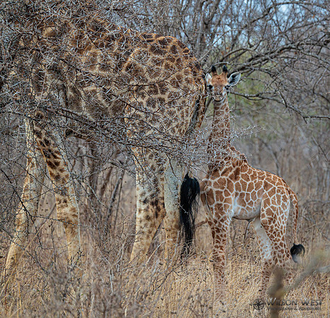 Giraffe