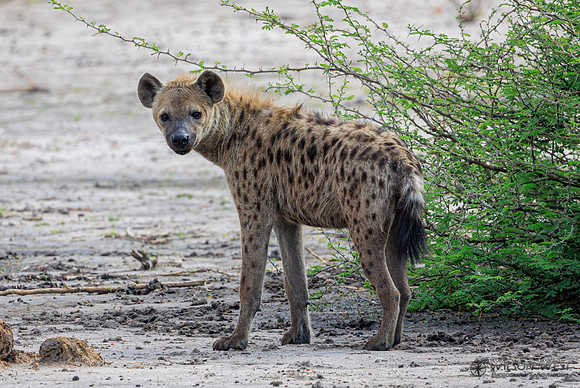 Spotted Hyena