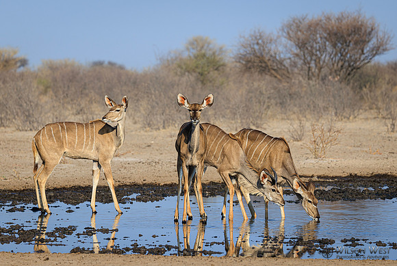 Greater Kudu