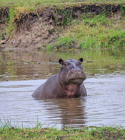 Hippopotamus