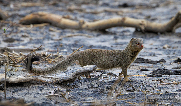 Mongoose