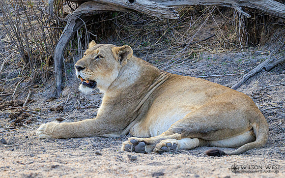Lion