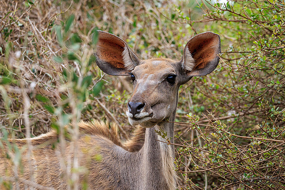 Greater Kudu