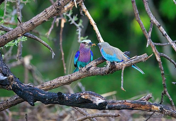 Lilac-breasted Roller