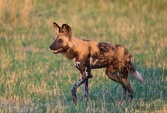 African Wild Dog
