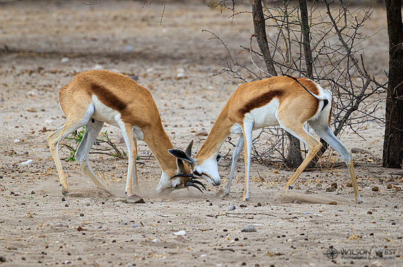 Springbok