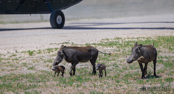 Warthog