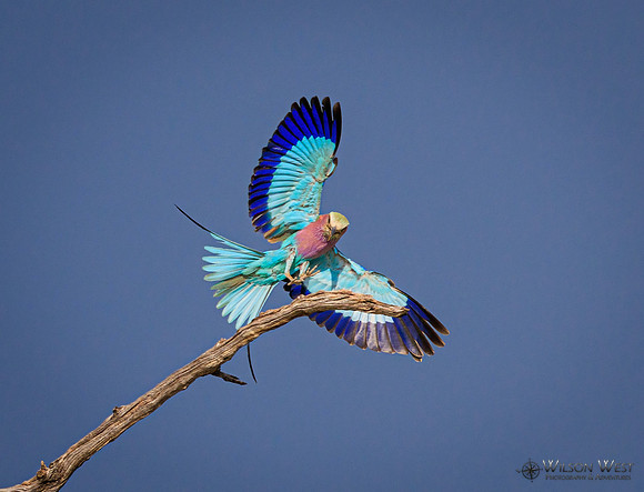 Lilac-breasted Roller