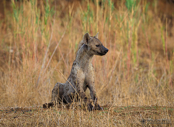 Spotted Hyena