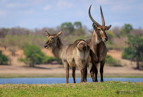 Common Waterbuck