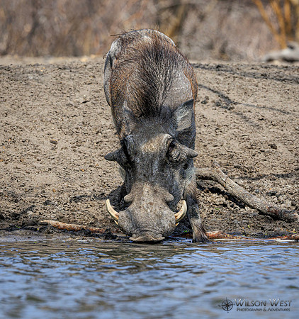Warthog
