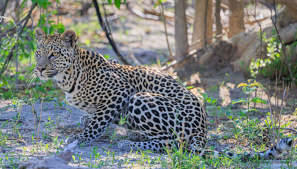 Leopard