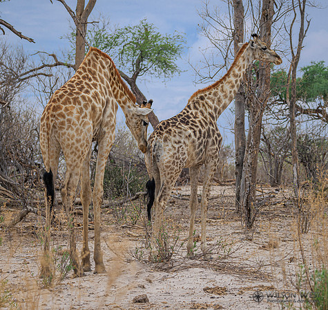 Giraffe