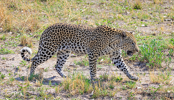 Leopard