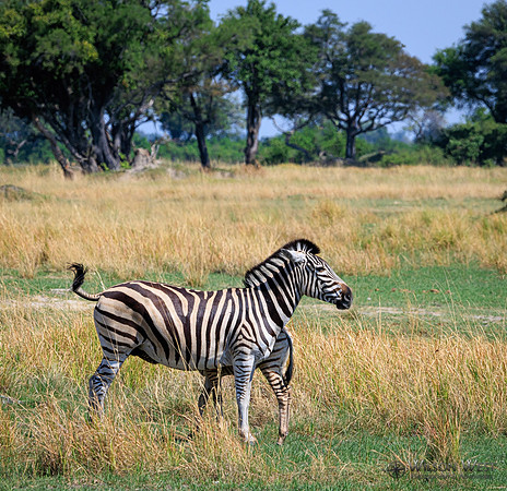 Burchell's Zebra