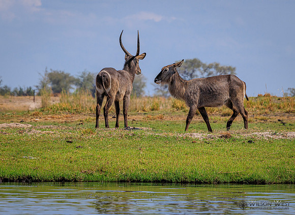 Common Waterbuck