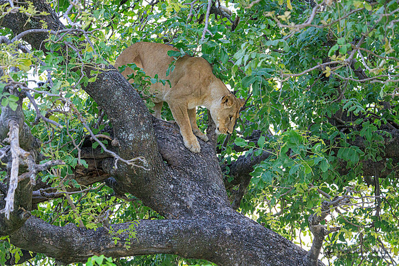 Lion