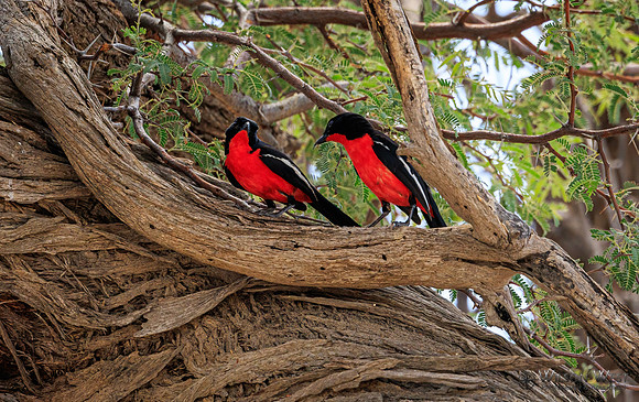 Crimson-breasted Shrike