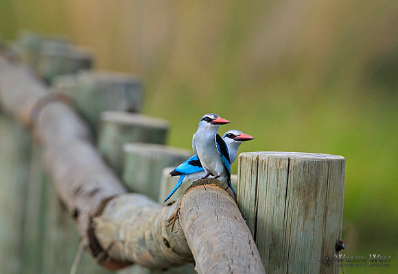 Woodland Kingfisher