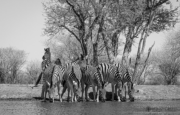 Burchell's Zebra