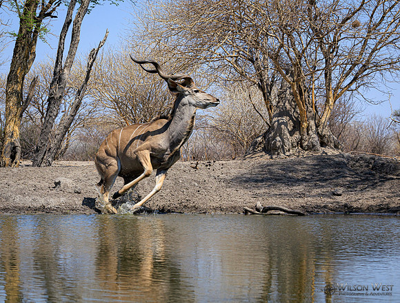 Greater Kudu