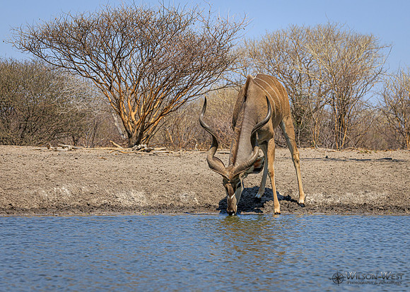 Greater Kudu