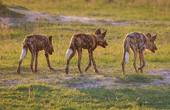 African Wild Dog
