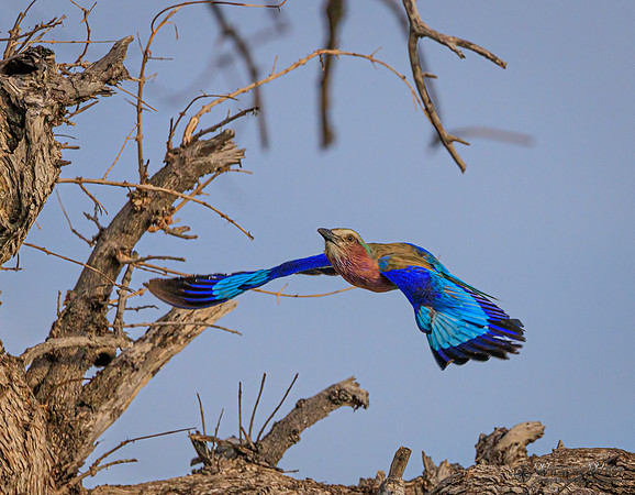 Lilac-breasted Roller