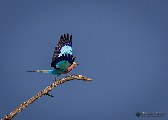 Lilac-breasted Roller