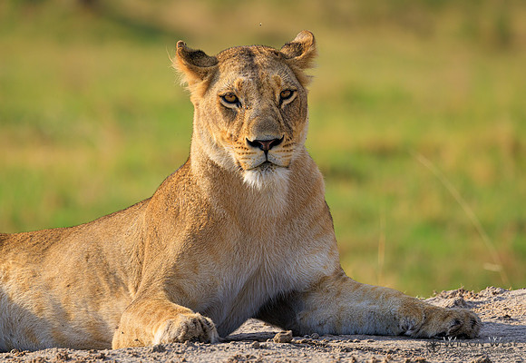 Lion