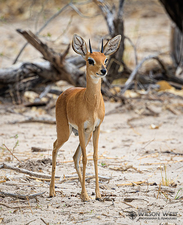 Steenbok