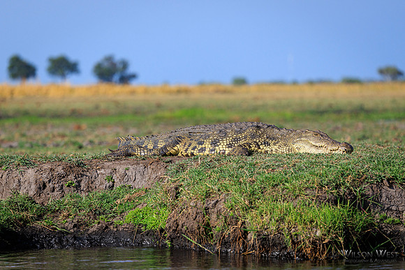 Crocodile