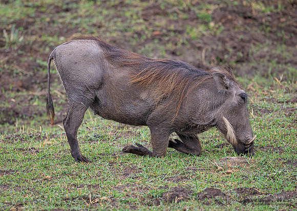 Warthog
