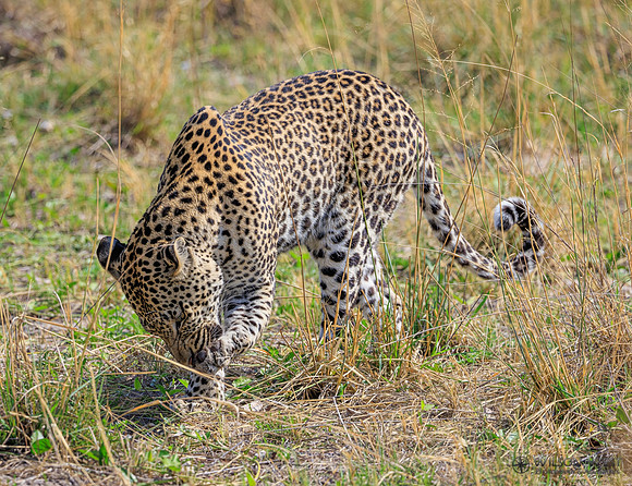 Leopard